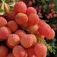 荔枝价格暴跌，“甜蜜”遭遇“寒冬”