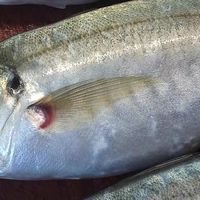 东山岛巴浪鱼，鲜到你家！