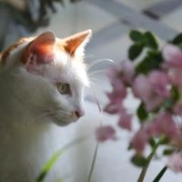 四川一妹子，因1盆三角梅走红，仙气飘飘的，网友：我的梦中情花