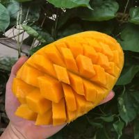 越南大青芒好吃吗？是不是水果界的“明星产品”？