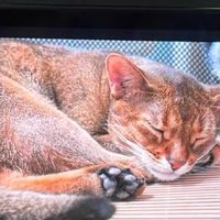 索尼相机传感器技术评测
