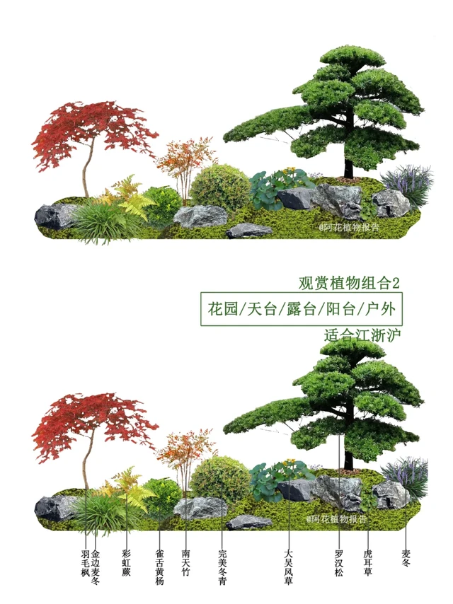 户外花园|观赏植物组合搭配2-江浙沪版