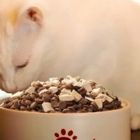 宠物食品大比拼：分享你囤货的高性价比猫粮狗粮品牌和购买心得。