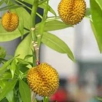 头一次感受到榴莲的杀伤力，果肉做美食、果核种盆栽、壳子做装饰