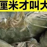【无冰款】青岛大虾鲜活新鲜盐冻海虾水产一箱对虾基围虾白虾海捕
