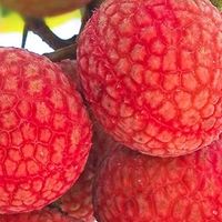 广东茂名桂味荔枝新鲜上市