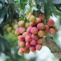 广东荔枝和海南荔枝，哪种好吃又甜？