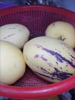潜力作者激励计划 ，美味云南人参果0