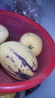 潜力作者激励计划 ，美味云南人参果0