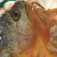 618 生鲜血赚！这波黄花鱼让我实现吃鱼自由