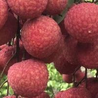 常见的十种荔枝你喜欢吃哪几种？