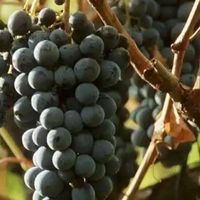 葡萄酒爱好者专场，分享你的618淘酒记，新世界还是旧世界？