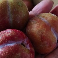 品味三华李子的清新与营养