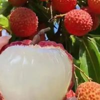 荔枝价格“大跳水”，开启全民“荔枝自由”时代