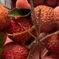 增城桂味荔枝：绿皮甜透盛夏