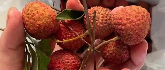 增城桂味荔枝：绿皮甜透盛夏