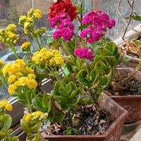 姑娘晒“爷爷生前养的花”，半月无人照料，开爆了，看完好心酸~