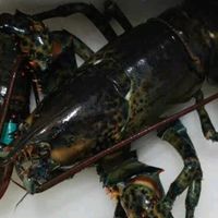 京东鲜京采波士顿龙虾，品质惊艳超满意！
