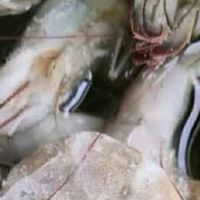 北海白虾：80-100只大号