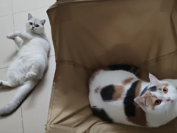 养猫需要花多少