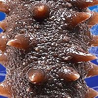 大连海参即食刺鲜活淡干海渗辽参年干货野生海生500g特价旗舰装袋