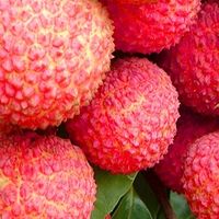 海南妃子笑茂名高州白糖罂荔枝5斤新鲜水果当季顺丰包邮桂味荔枝