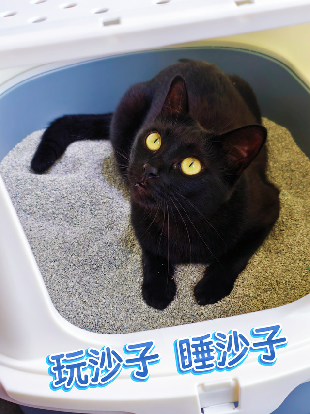 65元25磅的进口沙子，小黑玩得停不下来！