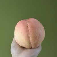 又到了一年一度吃水蜜桃的季节~无锡阳山水蜜桃