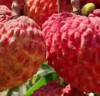 荔枝王：荔枝果中的巨无霸