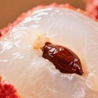 荔枝价格波动规律详解