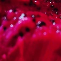 我很喜欢吃火龙果，你们知道为什么吗？