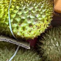 这一次，榴莲回来报仇了！