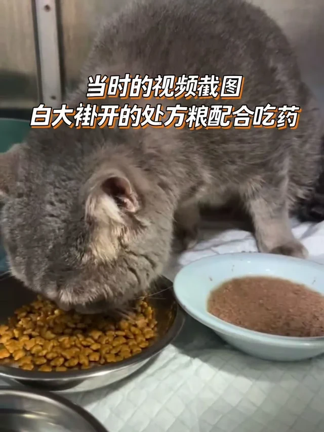 猫咪尿闭反复，分享我家的办法