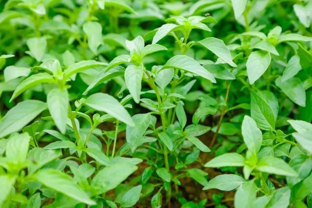 中原胃的清凉密码：从北宋菜案到奶茶杯的荆芥执念