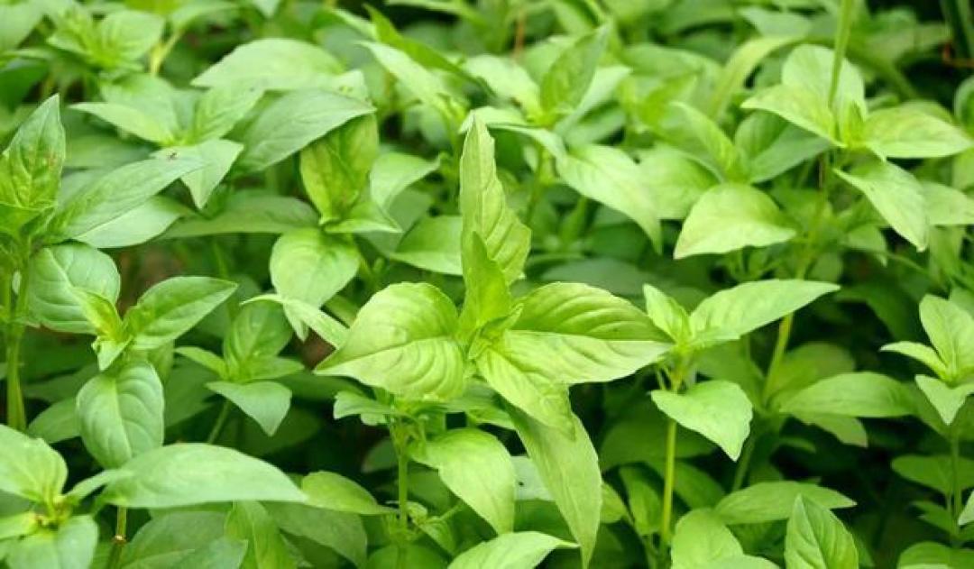 中原胃的清凉密码：从北宋菜案到奶茶杯的荆芥执念