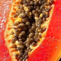 一口甜润，解锁海南冰糖心木瓜的热带风情