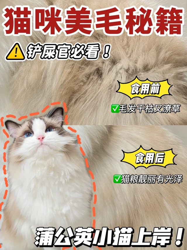 铲屎官必看‼️猫咪美毛秘籍分享来啦~