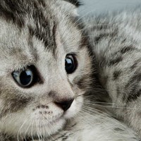 猫奴必看！告别浮毛，这10款宠物空气净化器让家秒变“猫天堂”！