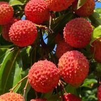 荔枝价格大跳水，市场迎来“甜蜜”狂欢