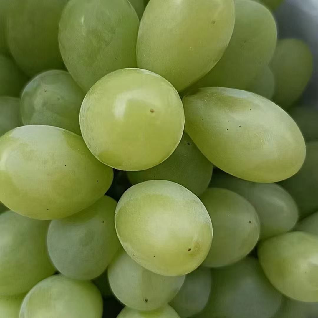 维多利亚青提脆甜大颗粒整箱产地直发现摘现发