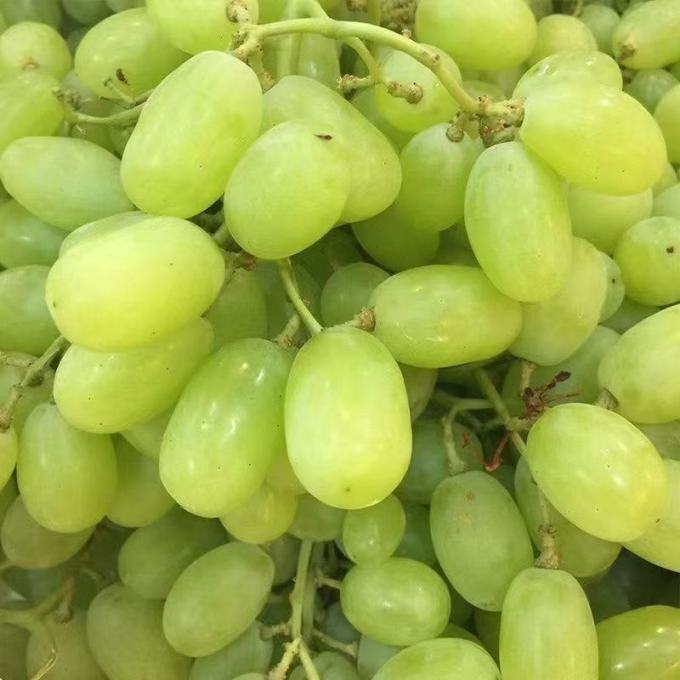 维多利亚青提脆甜大颗粒整箱产地直发现摘现发