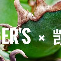 花盆越买越多🌵块根新手自由‼️意见征集，10个盆种什么好‼️