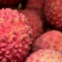 田良季增城桂味荔枝，夏日清凉佳果