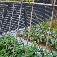 工欲善其事必先利其器｜种菜工具分享，亲测好用！​