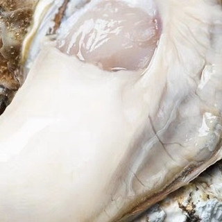 贝司令乳山生蚝鲜活5斤带箱海鲜海蛎子新鲜大牡蛎肉批发送蒜蓉酱