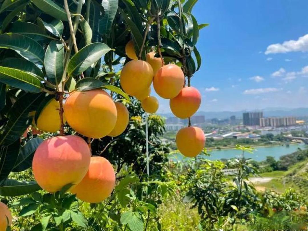 董宇辉直播揭秘广西水果自由背后：数字经济重塑千亿产业链新图景