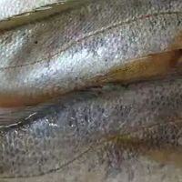 真正舟山小黄鱼新鲜冷冻深海海鲜水产黄花鱼生鲜冰鲜海鱼商用烧烤