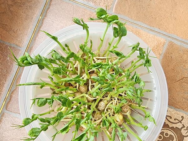 🌱【水培豌豆苗】手残党也能种！7天收获天然维他命炸弹💥