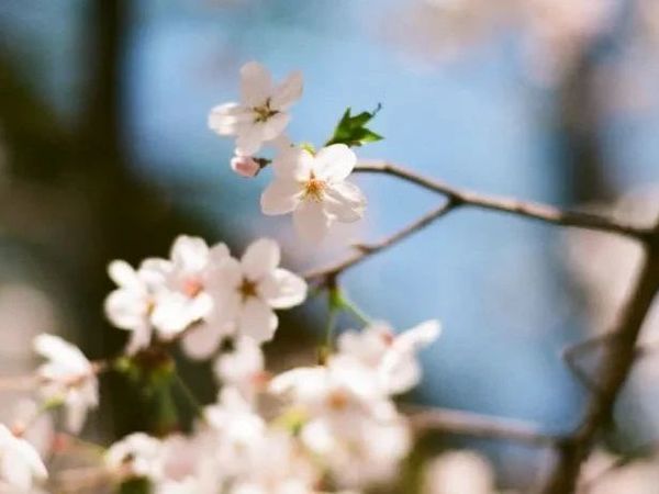 Fujifilm Superia Premium 400——春日终曲