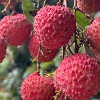 荔枝价格对比:350元能买多少?